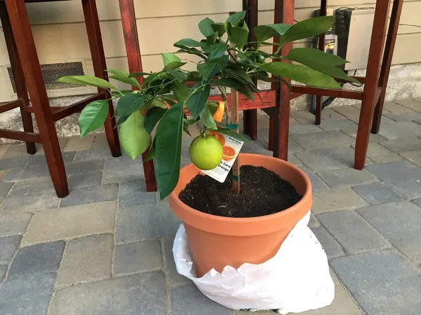 Hybrid_Cara_Cara_Navel_Orange_Grafting_Fruit_Plant_(Pack_Of-1_)