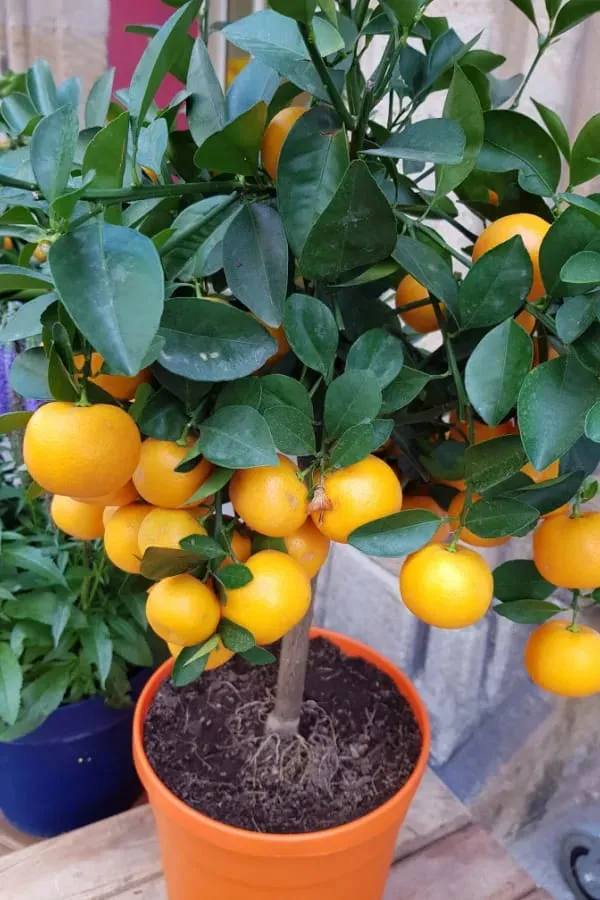 Hybrid_Cara_Cara_Navel_Orange_Grafting_Fruit_Plant_(Pack_Of-1_)