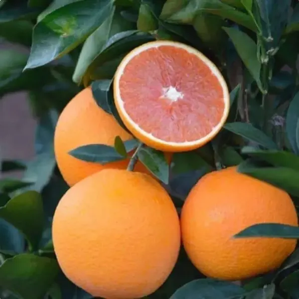 Hybrid_Cara_Cara_Navel_Orange_Grafting_Fruit_Plant_(Pack_Of-1_)