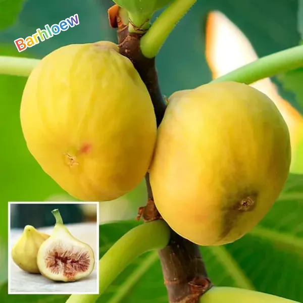 Hybrid_Fig_Plant_(Pack_Of-1)