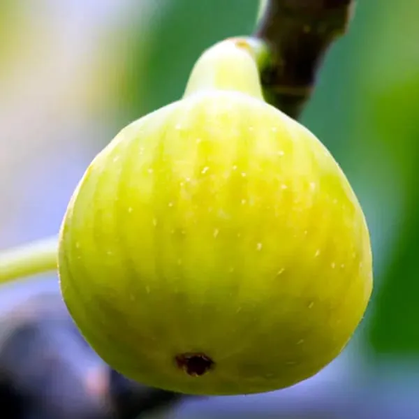 Hybrid_Fig_Plant_(Pack_Of-1)