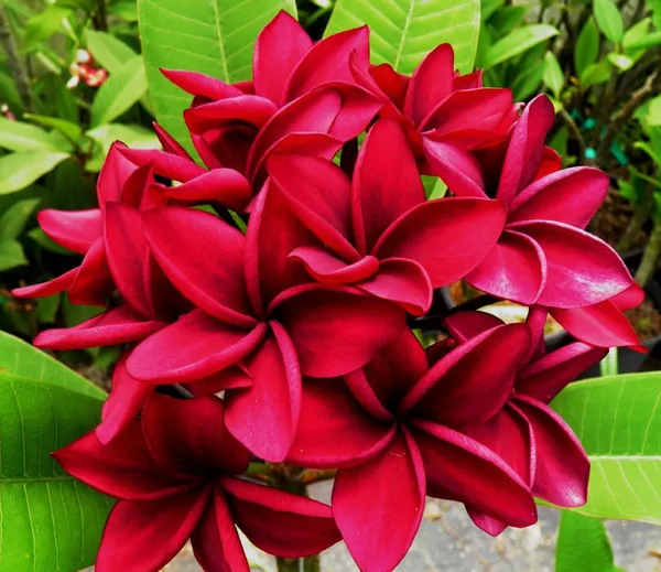 Hybrid_Plumeria_Dark_Red_Flower_Plant_(Pack_Of-1)