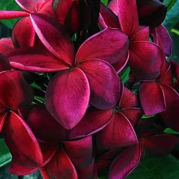 Hybrid_Plumeria_Dark_Red_Flower_Plant_(Pack_Of-1)