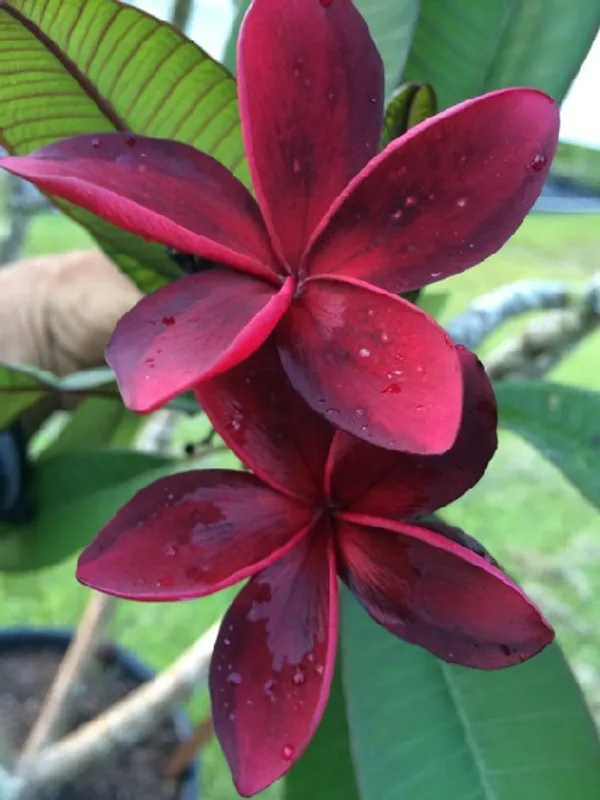 Hybrid_Plumeria_Dark_Red_Flower_Plant_(Pack_Of-1)