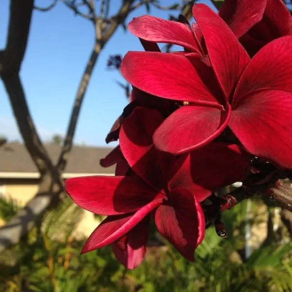 Hybrid_Plumeria_Dark_Red_Flower_Plant_(Pack_Of-1)