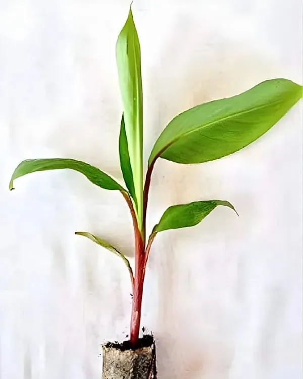Hybrid_Red_G9-Banana_🍌🍌🍌_Plant_(Pack_Of_1)