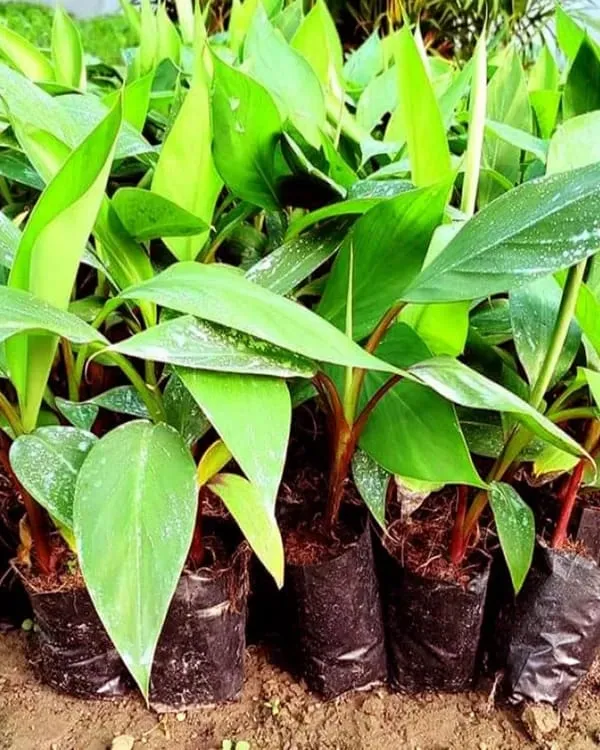 Hybrid_Red_G9-Banana_🍌🍌🍌_Plant_(Pack_Of_1)