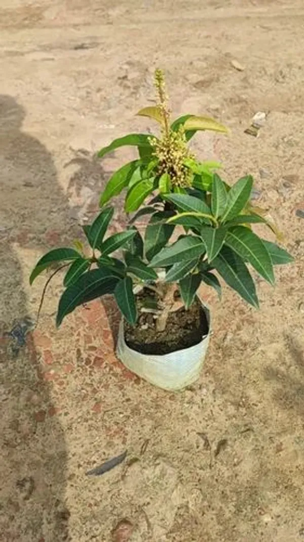Hybrid_All_Time_Grafting_🥭🥭🥭_Mango_Plant_(Pack_Of_1)