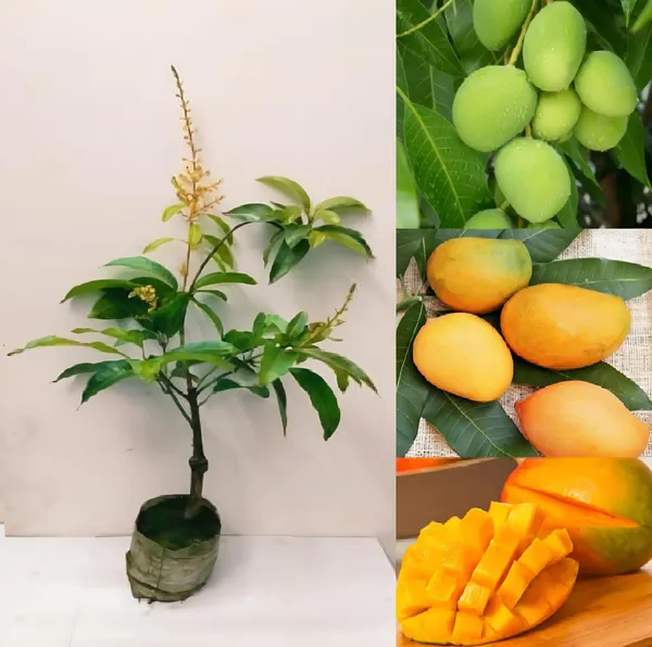 Hybrid_All_Time_Grafting_🥭🥭🥭_Mango_Plant_(Pack_Of_1)
