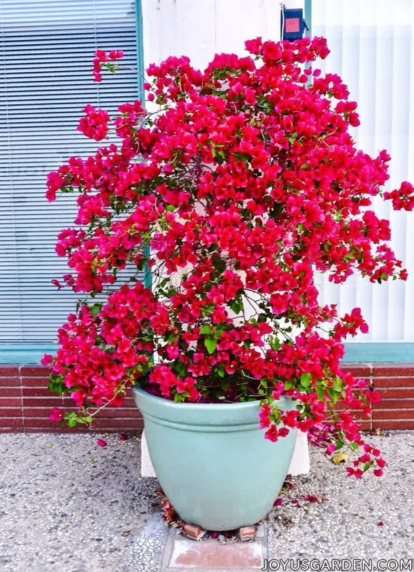 Hybrid_Bouganvillya_Red_Flower_Plant(Pack_Of-1)