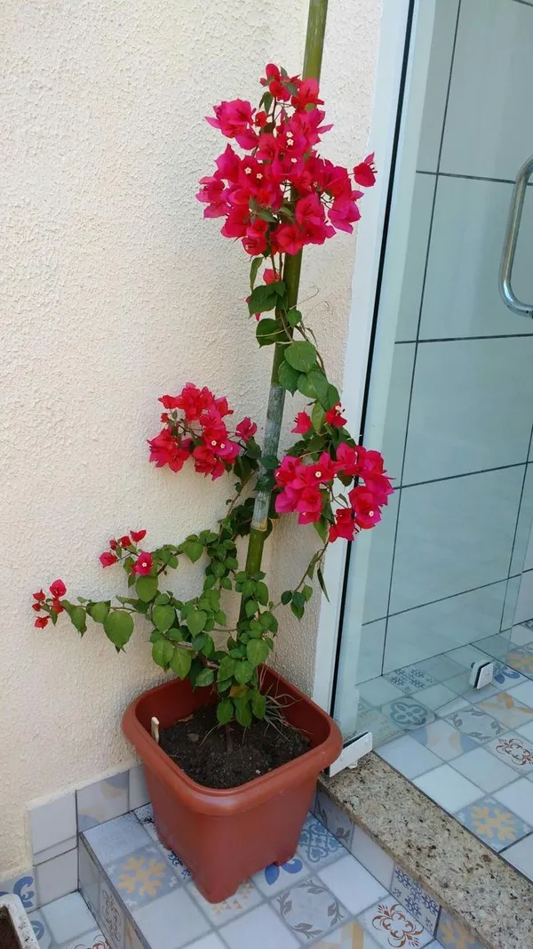 Hybrid_Bouganvillya_Red_Flower_Plant(Pack_Of-1)