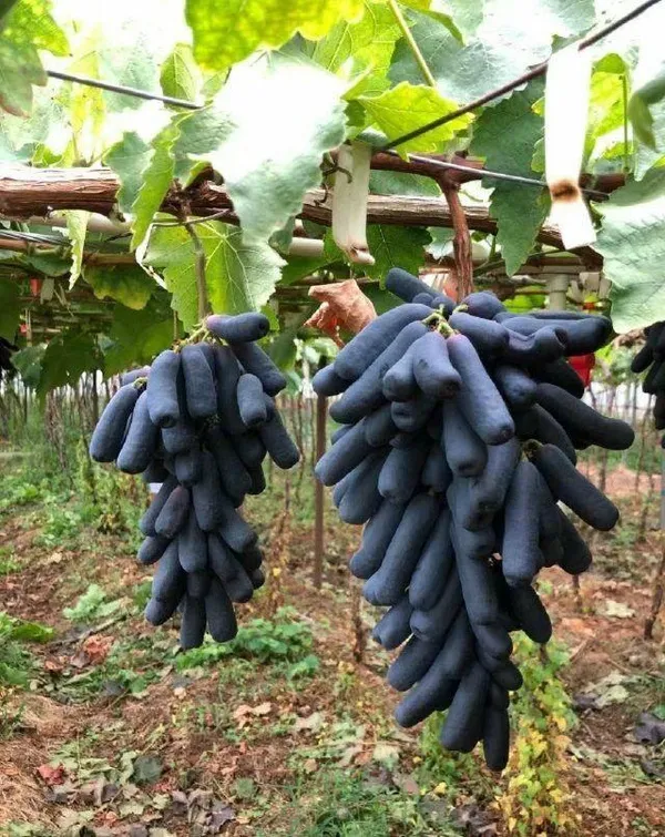 Hybrid_Long_Black_Grapes_Fruit_Plant_(Pack_Of_1)