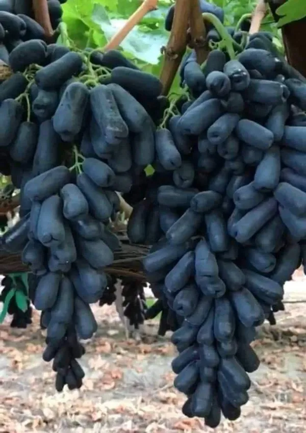 Hybrid_Long_Black_Grapes_Fruit_Plant_(Pack_Of_1)