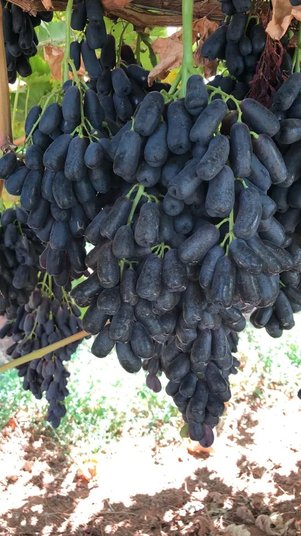 Hybrid_Long_Black_Grapes_Fruit_Plant_(Pack_Of_1)