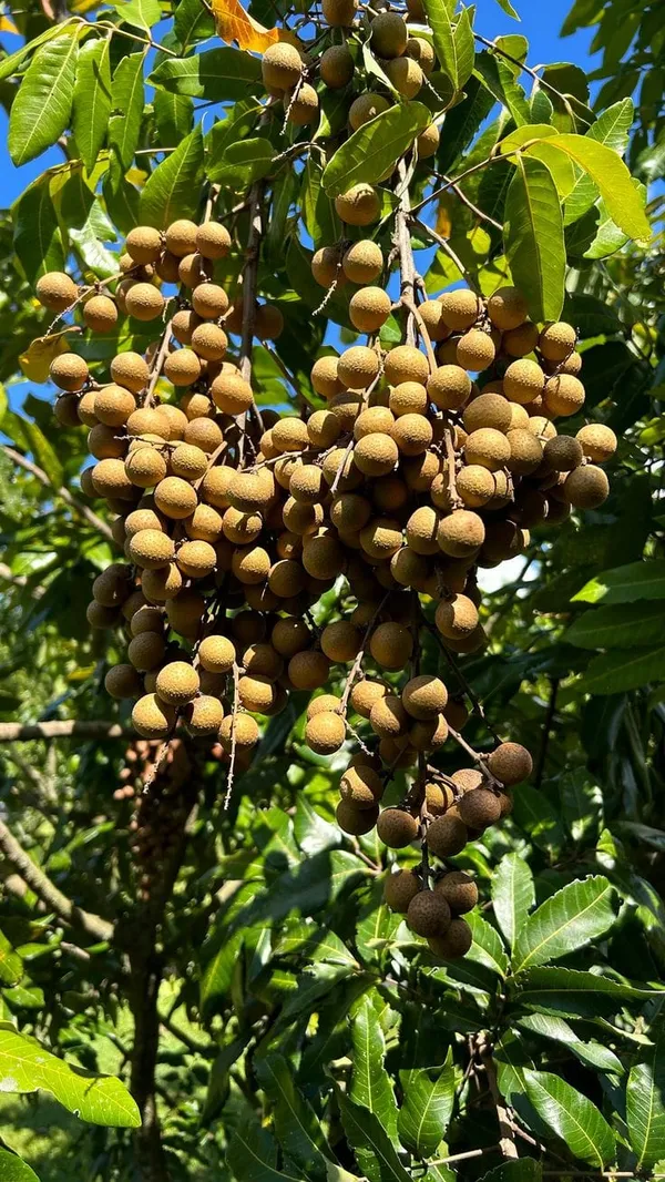 Longon_Hybrid_Grafting_Fruit_Plant_(Pack_Of_1)