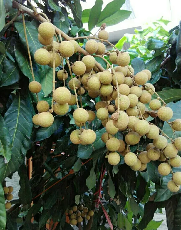 Longon_Hybrid_Grafting_Fruit_Plant_(Pack_Of_1)