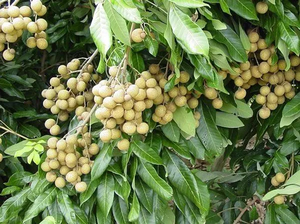 Longon_Hybrid_Grafting_Fruit_Plant_(Pack_Of_1)