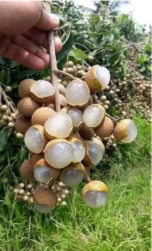 Longon_Hybrid_Grafting_Fruit_Plant_(Pack_Of_1)