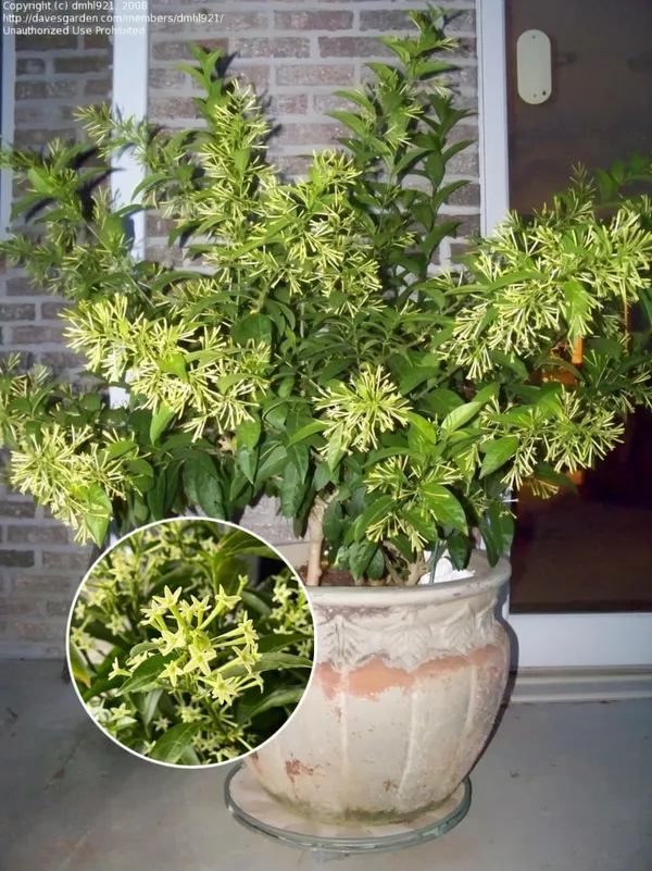 Night_Blooming_Jasmine_Flower_Plant_(Pack_Of-1_)