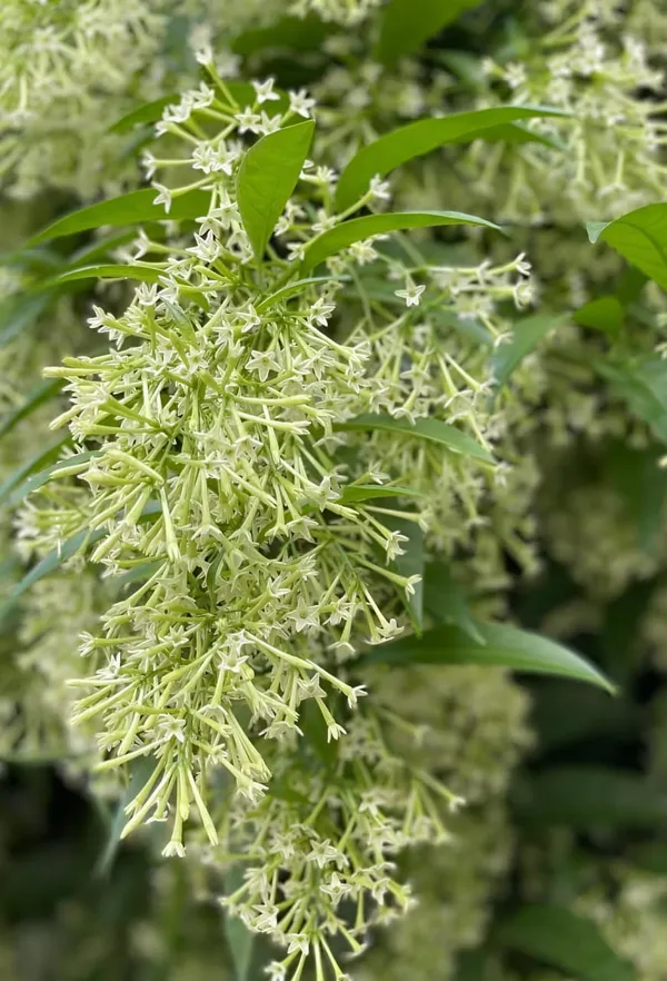 Night_Blooming_Jasmine_Flower_Plant_(Pack_Of-1_)