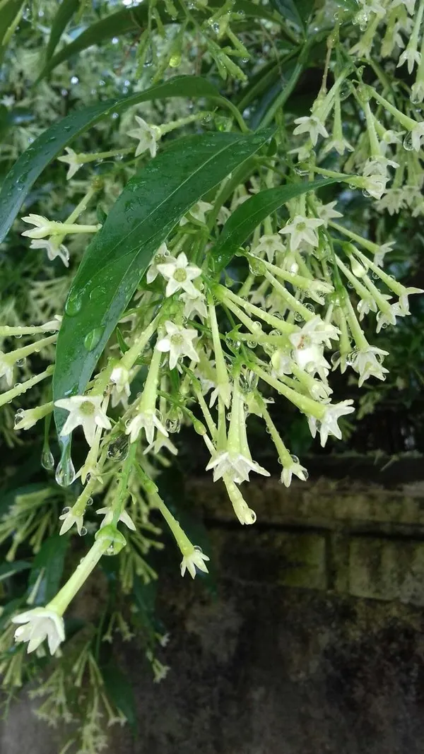 Night_Blooming_Jasmine_Flower_Plant_(Pack_Of-1_)