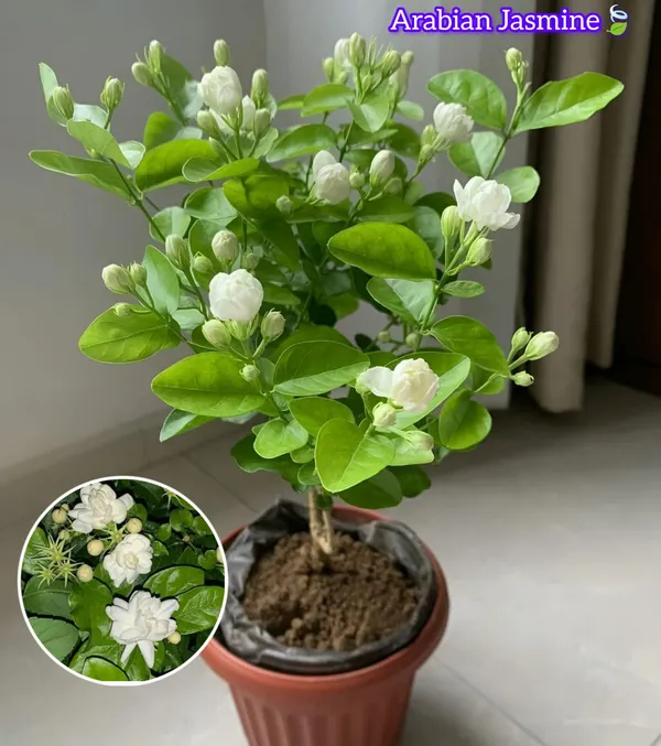 Arabian_Jasmine_(Bell_Ful)_Pack_Of_1