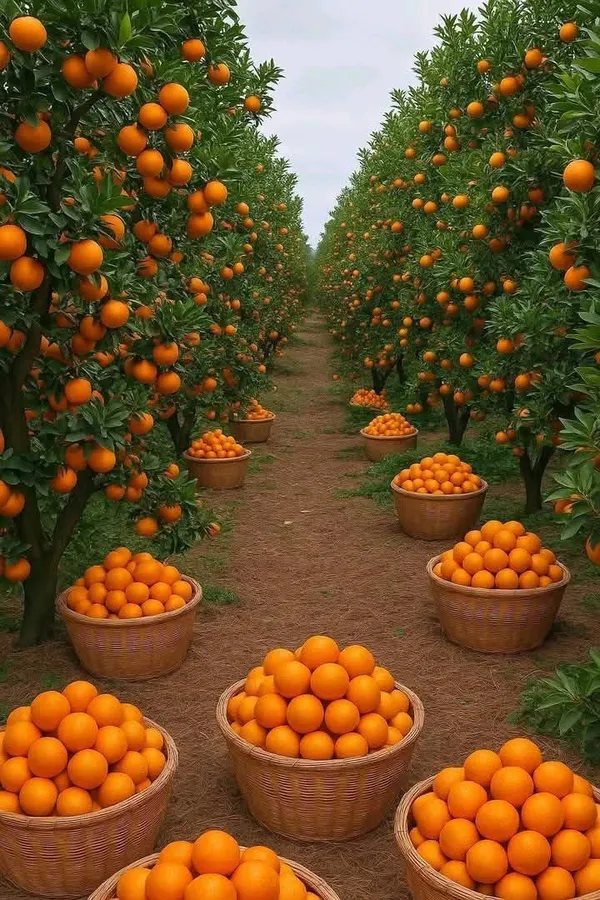 Hybrid_Dency_Orange_🍊🍊🍊_Fruit_Plant_(Pack_Of-1_)