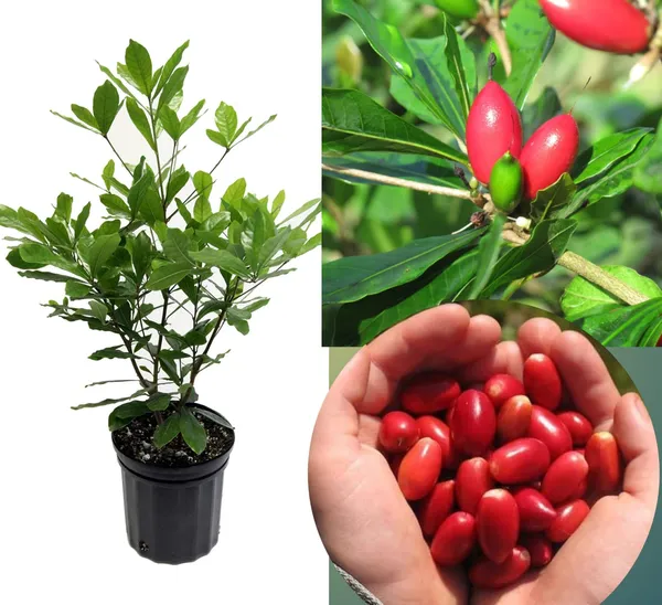 Hybrid_Miracle_Fruit_Plant_(Pack_Of-1)