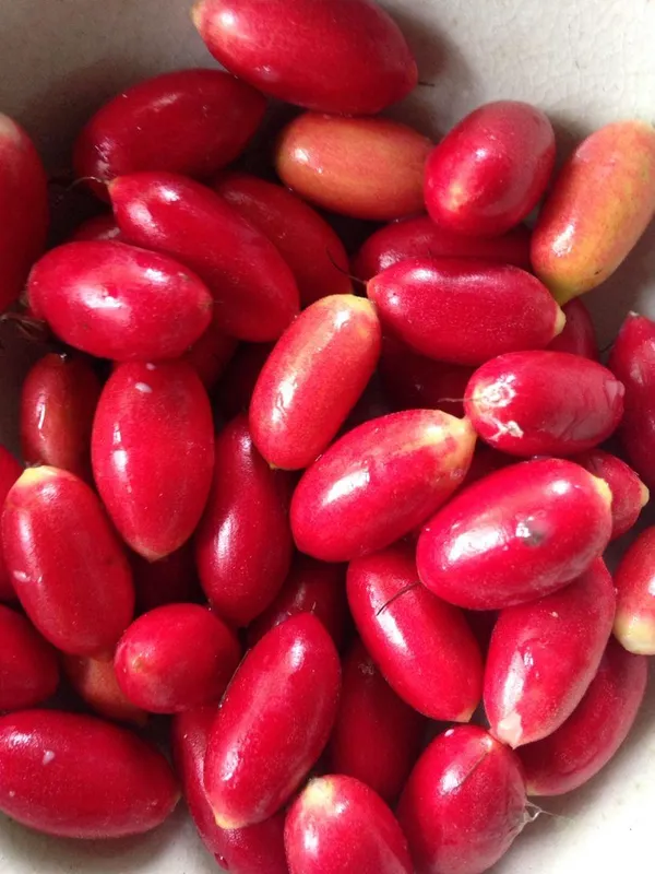Hybrid_Miracle_Fruit_Plant_(Pack_Of-1)