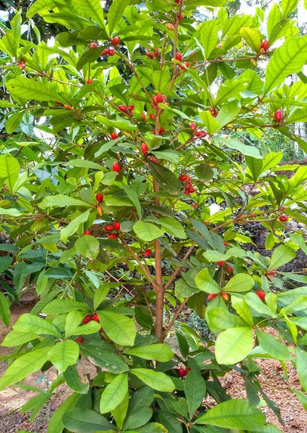 Hybrid_Miracle_Fruit_Plant_(Pack_Of-1)