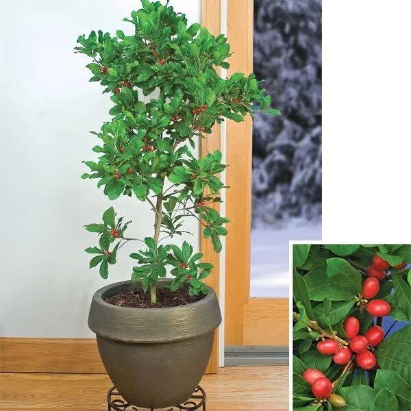 Hybrid_Miracle_Fruit_Plant_(Pack_Of-1)