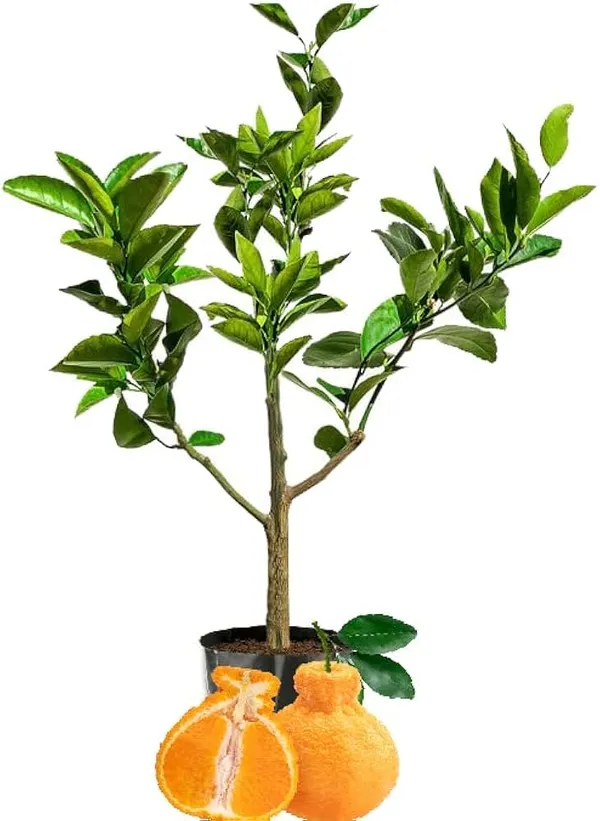 Hybrid_Dekopon_Orange_Grafting_Fruit_Plant_(Pack_of-1)