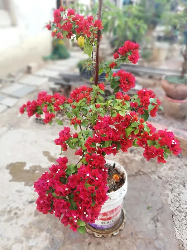Hybrid_Bougainvillea_Red_Flower_Plant_(Pack_Of-1_)