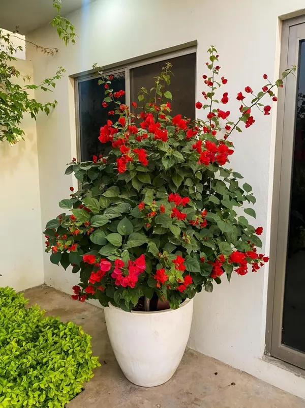 Hybrid_Bougainvillea_Red_Flower_Plant_(Pack_Of-1_)