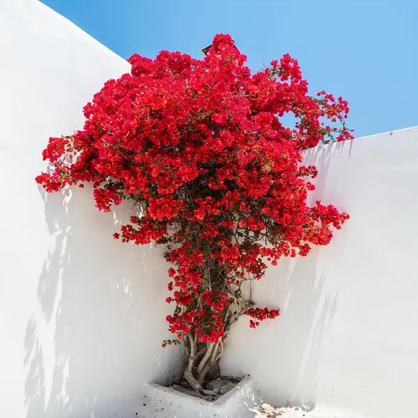 Hybrid_Bougainvillea_Red_Flower_Plant_(Pack_Of-1_)