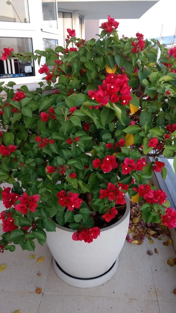 Hybrid_Bougainvillea_Red_Flower_Plant_(Pack_Of-1_)