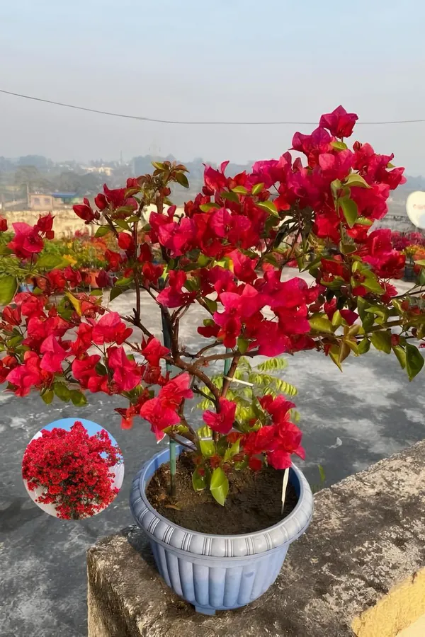 Hybrid_Bougainvillea_Red_Flower_Plant_(Pack_Of-1_)