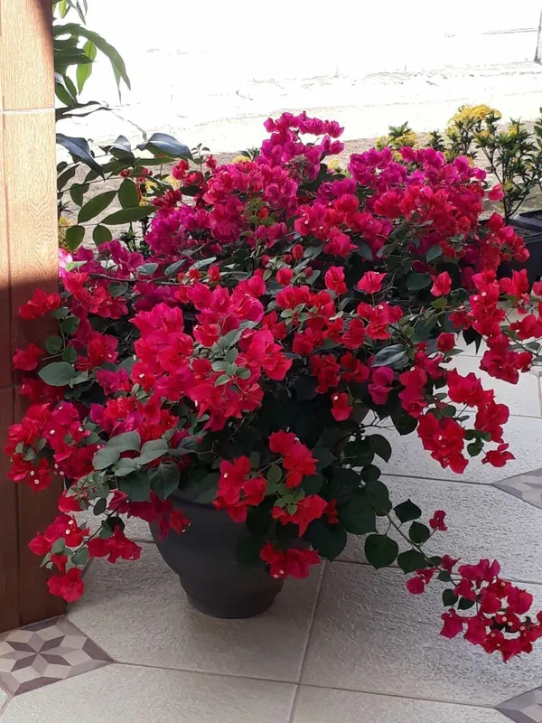 Hybrid_Bougainvillea_Red_Flower_Plant_(Pack_Of-1_)