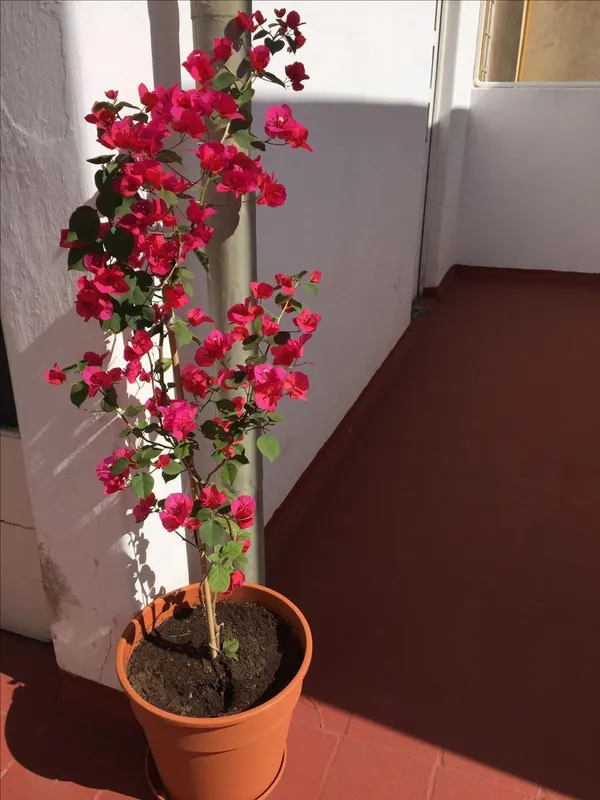 Hybrid_Bougainvillea_Red_Flower_Plant_(Pack_Of-1_)