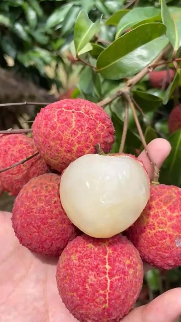 Muzaffarpur_Shahi_Litchi_Hybrid_Fruit_Plant_(Pack_Of_1)