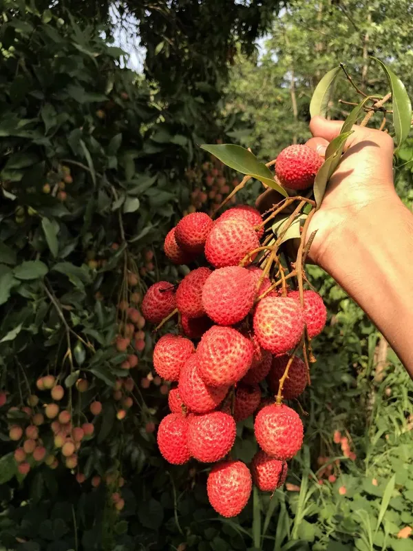 Muzaffarpur_Shahi_Litchi_Hybrid_Fruit_Plant_(Pack_Of_1)