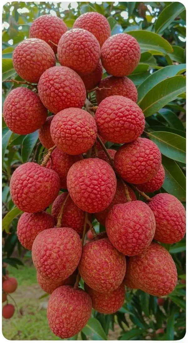 Muzaffarpur_Shahi_Litchi_Hybrid_Fruit_Plant_(Pack_Of_1)