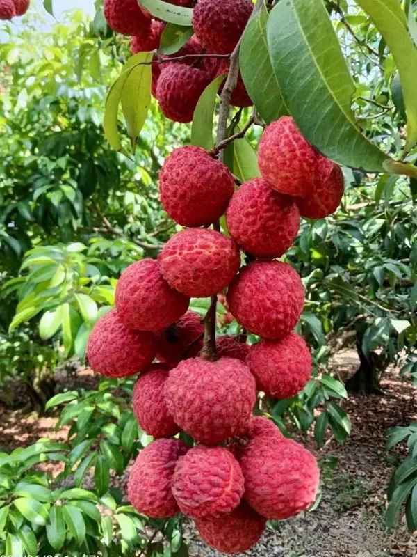 Muzaffarpur_Shahi_Litchi_Hybrid_Fruit_Plant_(Pack_Of_1)