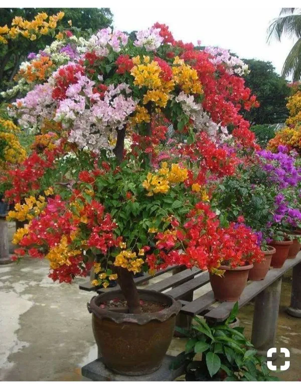 Multi_Color_Grafting_Bougainvillea_Plant_(5-6_Grafting)