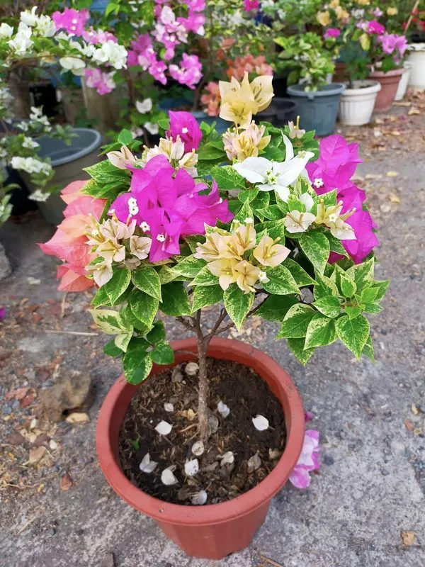 Multi_Color_Grafting_Bougainvillea_Plant_(5-6_Grafting)