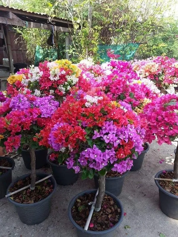 Multi_Color_Grafting_Bougainvillea_Plant_(5-6_Grafting)