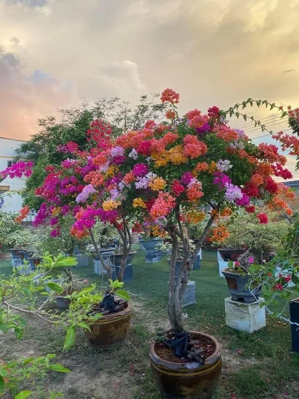 Multi_Color_Grafting_Bougainvillea_Plant_(5-6_Grafting)