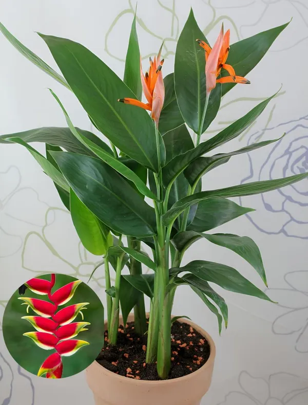 Hybrid_Heliconia_Flower_Plant_(Pack_Of-1_)