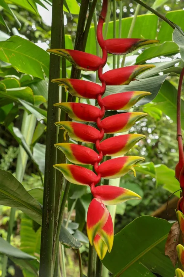 Hybrid_Heliconia_Flower_Plant_(Pack_Of-1_)