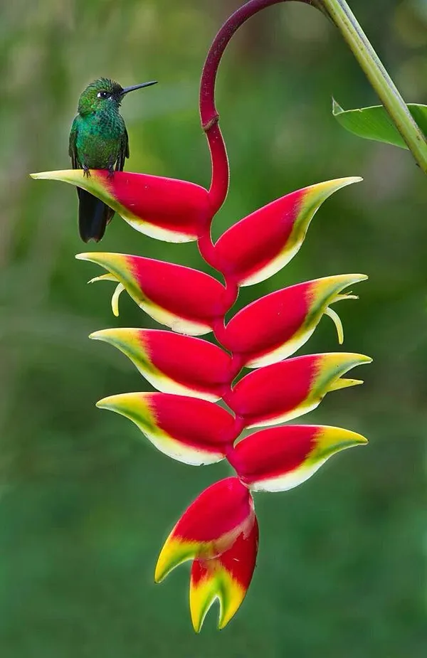 Hybrid_Heliconia_Flower_Plant_(Pack_Of-1_)